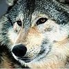 oxetavi's Avatar