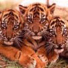 emyqykucub's Avatar