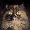 ilypusepix's Avatar