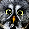 ylycofir's Avatar