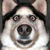 yqufesanuloc's Avatar