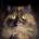 ilypusepix's Avatar