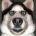 yqufesanuloc's Avatar